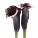 Saffron Editions: Zantedeschia (400982)