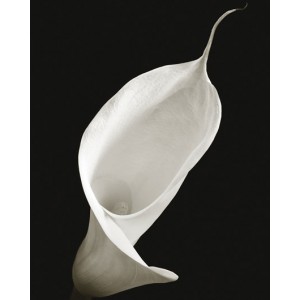 Saffron Editions: Calla I (400983)