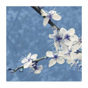 Blossom in Blue (05076)