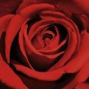 Red Rose (05078)