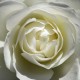 White Rose (05080)