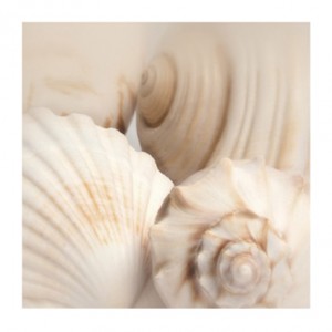 Shells II (05192)