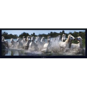 Horses in the Camargue, France (01020)