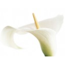 Calla on White (08191)