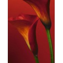 Red Calla Lilies (08274)