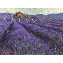 Lavender Fields I (08368)