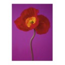 Red Poppy (08386)