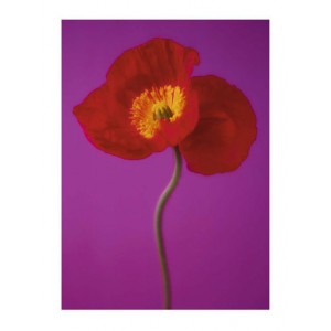 Red Poppy (08386)