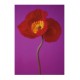 Red Poppy (08386)