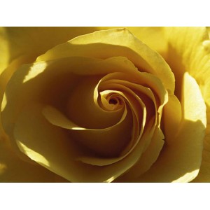 Yellow Rose (08391)