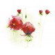 Red Poppies I (08438)