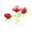 Red Poppies II (08439)