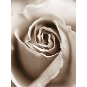 Heart of the Rose (08440)