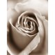 Heart of the Rose (08440)