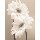 Two Daisies (08443)