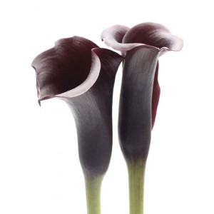 Saffron Editions: Zantedeschia (800914)