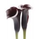 Saffron Editions: Zantedeschia (800914)