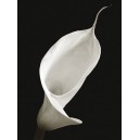 Saffron Editions: Calla I (800915)