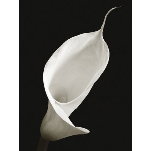 Saffron Editions: Calla I (800915)