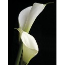 Saffron Editions: Calla II (800916)