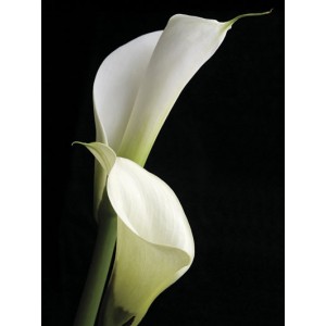 Saffron Editions: Calla II (800916)