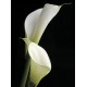 Saffron Editions: Calla II (800916)