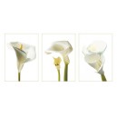 Calla Lilies (06089)