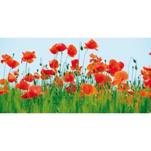 Poppy Field (06125)