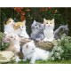 Baby Cats (06823)