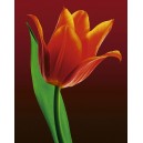 Tulip on Red (07136)