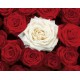 Bed of Roses (07153)