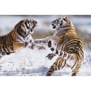 Siberian Tigers (01373)