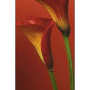 Red Calla Lilies (01388)