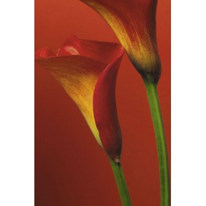 Red Calla Lilies (01388)