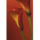 Red Calla Lilies (01388)