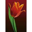 Tulip on Red (01475)