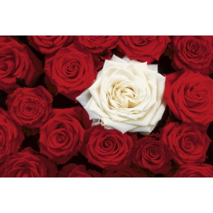 Bed of Roses (01503)