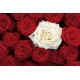 Bed of Roses (01503)