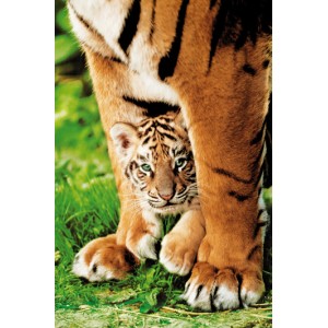 Bengal Tiger Club (01530)