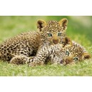 Cheetah Cubs (01579)