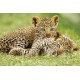 Cheetah Cubs (01579)