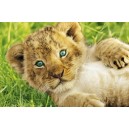 Lion Cub (01580)