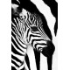 Zebra Mare and Foal (01583)