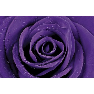 Purple Rose (01593)