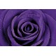 Purple Rose (01593)