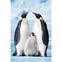 Penguin Family (01598)