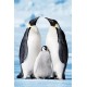 Penguin Family (01598)