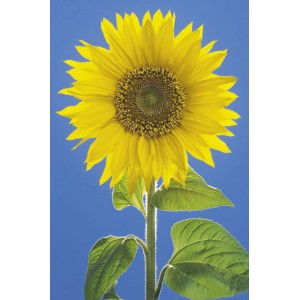 Sunflower (02268)