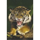 Sumatran Tiger (03392)