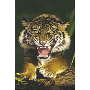 Sumatran Tiger (03392)